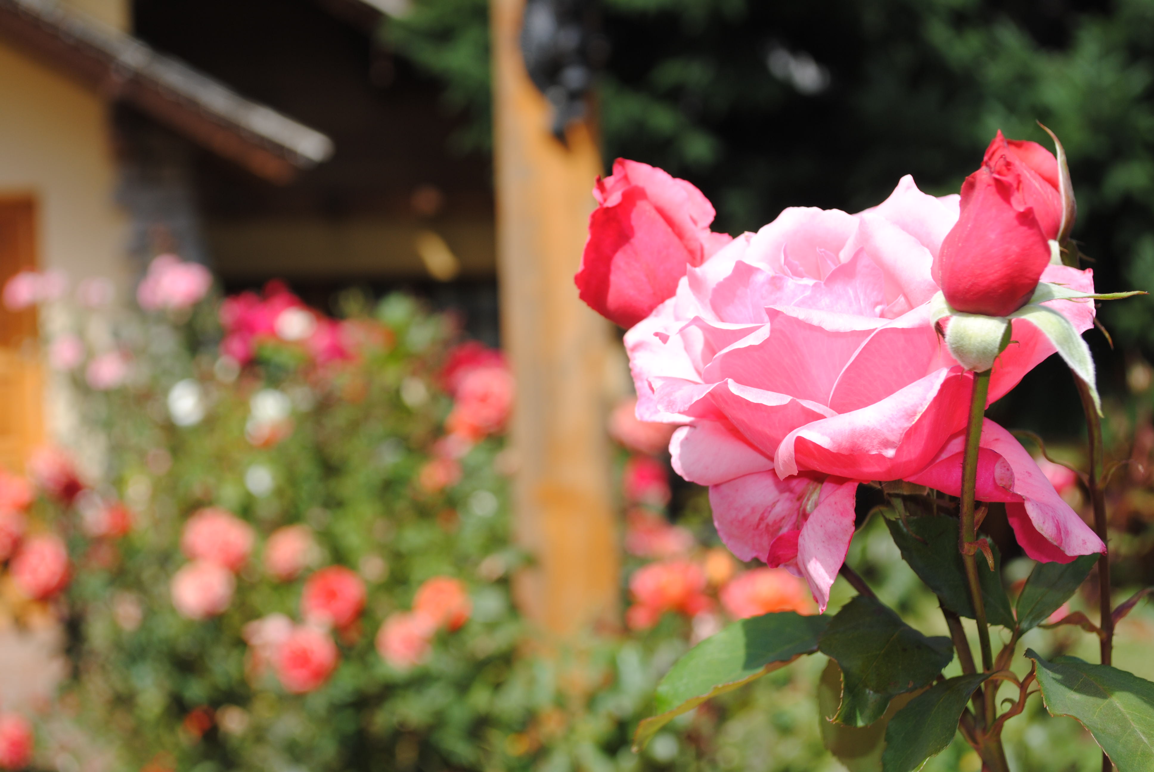 Foto rosa linda